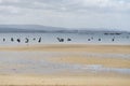 A large group of shellfish gatherers in the water shelling clams and mussels on a beach in Boiro. Galicia.