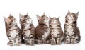 Large group of small maine coon cats looking up. isolated on white