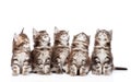 Large group of small maine coon cats looking up. isolated