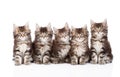 Large group of small maine coon cats sitting in front. isolated