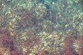 Large group of small sea fishes floating in shallow water