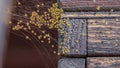 Large group of small yellow crusader spiders or epeira Araneus diadematus that move in time lapse on a large spider web