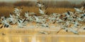 Large group of snow geese during sunrise at Bosque del Apache National Wildlife Refuge Royalty Free Stock Photo