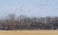 A Large Group of Snow Geese Taking off from a Field in Migration Royalty Free Stock Photo