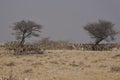 Springok seeking shade in Etosha National Park, Namibia Royalty Free Stock Photo