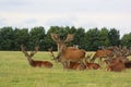 Large group of stags