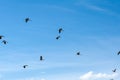 Large group of storks in the sky over a farm field panorama, selective focus