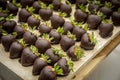 Large group of strawberries covered in dark chocolate at catered party arranged in rows Royalty Free Stock Photo