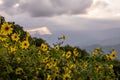 Large Group of Sunflowers With Shafts Of Light In the Distance