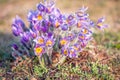 Large group of sunlit pulsatilla flowers in a wild