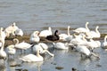 group of swans with Black swan Royalty Free Stock Photo