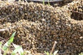 Swarming bees Royalty Free Stock Photo