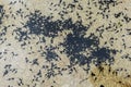 Large group of tadpoles in fresh water inflow to ocean.