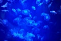 Large group of transparent jellyfish floats in marine aquarium. Royalty Free Stock Photo