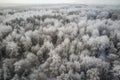 a large group of trees covered in snow in a forest with lots of trees covered in snow in the foreground, and a road in the middle