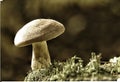 Large group of Tricholoma imbricatum, or Matt Knight mushrooms