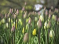 A large group of tulip buds