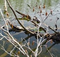 A Large Group of Turtles Seeking Sunlight