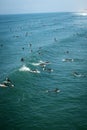 A large group of unmasked surfers paddle out and catch waves on Thanksgiving Day in Huntington Beach Royalty Free Stock Photo