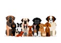 Large group of various breeds dogs Royalty Free Stock Photo