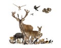 Large group of various european fauna, red deer, red fox, bird, rodent, wild boar Royalty Free Stock Photo