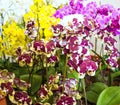 A large group of various types of orchids.