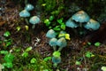 Large group of verdigris agaric