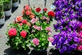 Large group of vivid pink and purple Petunia axillaris flowers and green leaves in garden pots at a market in a sunny summer day Royalty Free Stock Photo