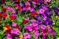 Large group of vivid pink, yellow and purple Petunia axillaris delicate flowers and green leaves in a garden pot in a sunny summer Royalty Free Stock Photo