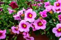 Large group of vivid pink, yellow and purple Petunia axillaris delicate flowers and green leaves in a garden pot in a sunny summer Royalty Free Stock Photo