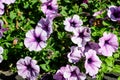 Large group of vivid purple and white Petunia axillaris flowers and green leaves in a garden pot in a sunny summer day Royalty Free Stock Photo