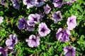 Group of vivid purple and white Petunia axillaris flowers and green leaves in a garden pot in a sunny summer day Royalty Free Stock Photo