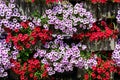 Large group of vivid red, purple and white Petunia axillaris flowers and green leaves in a garden pot in a sunny summer day Royalty Free Stock Photo