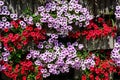 Vivid red, purple and white Petunia axillaris flowers and green leaves in a garden pot in a sunny summer day Royalty Free Stock Photo