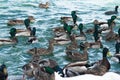 Large group of water birds  swimming in pond in city park, beautiful green-blue water background. Ducks in water Royalty Free Stock Photo