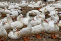 A large group of white-haired ducks in the duck farm Royalty Free Stock Photo
