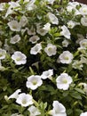 Large group of White Petunia Flowers. Blooming Petunia, close up Royalty Free Stock Photo