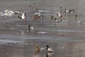 A large group of wild ducks inhabit the streams in the mountainous area.