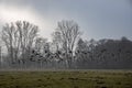 Large group of wild goose in the ari, flying over a green winter meadow on a clod winter day, close-up shot of wild animals Royalty Free Stock Photo