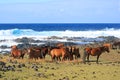 Large Group of wild horses grazing at the coast of wavy Pacific ocean, Easter island, Chile, South America Royalty Free Stock Photo