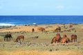 Large Group of wild horses grazing at the shore of Pacific ocean on Easter island, Chile, South America Royalty Free Stock Photo