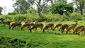 Large group of Wild Spotted deers or axis deers herd grazing in the Bandipur mudumalai Ooty Road