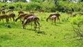 Large group of Wild Spotted deers or axis deers herd grazing in the Bandipur mudumalai Ooty Road