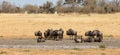 Large group of wildebeast close to a waterhole
