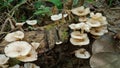 A portrait of a bunch of wood mushrooms