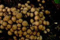 Large group of yellow mushrooms in the forest