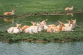 Large group of young fallow deer resting on island in pond water on summer time. Herd animals dama dama swim chill by river lake Royalty Free Stock Photo