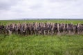 A large group of young ostriches standing against a fence