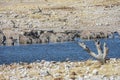 Etosha National Park - Zebra at a watering hole - Namibia - 2017 Royalty Free Stock Photo