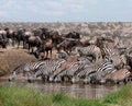 Large group of zebras and other animals drinking water from a small lake